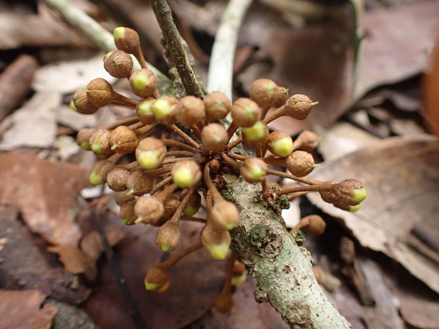 Englerophytum congolense fruit