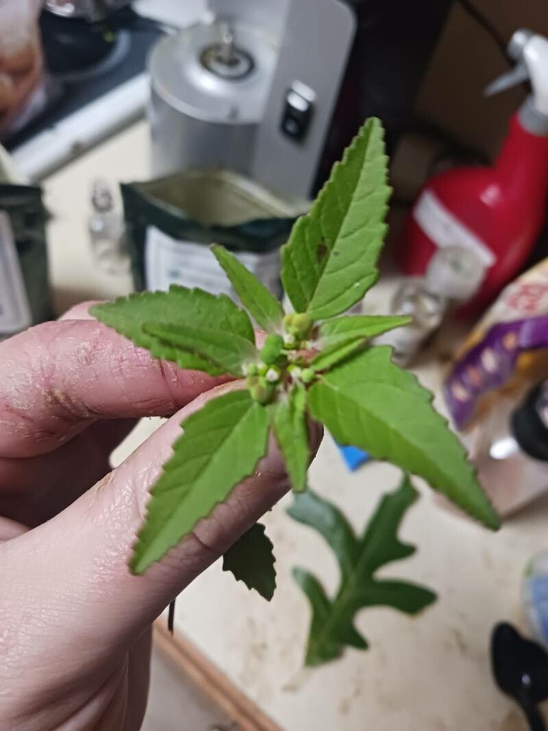 Euphorbia dentata leaf