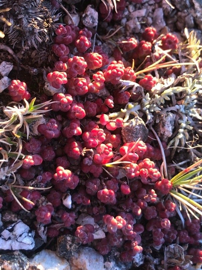 Sedum andegavense — houseplant care guide