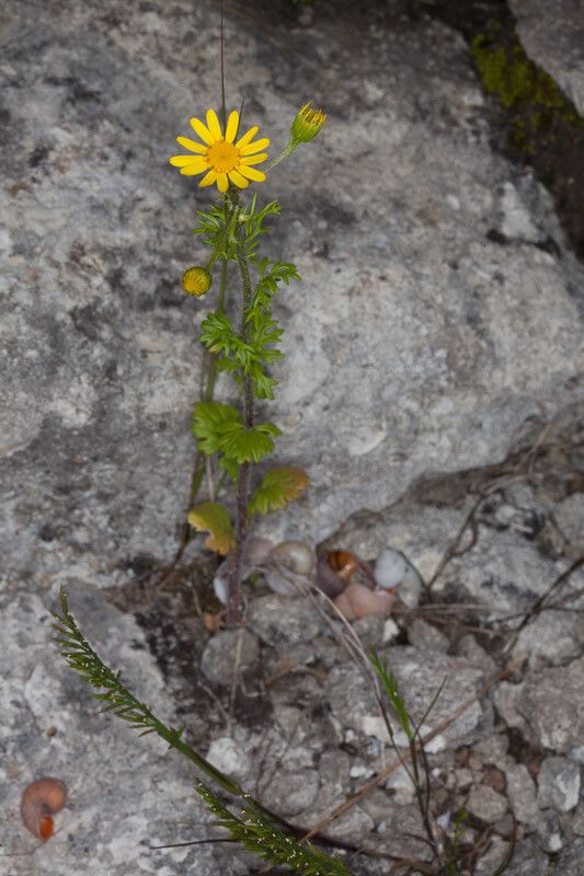 Jacobaea delphiniifolia — search result for 'Jacobaea'