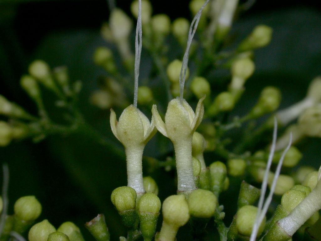 Aegiphila falcata fruit