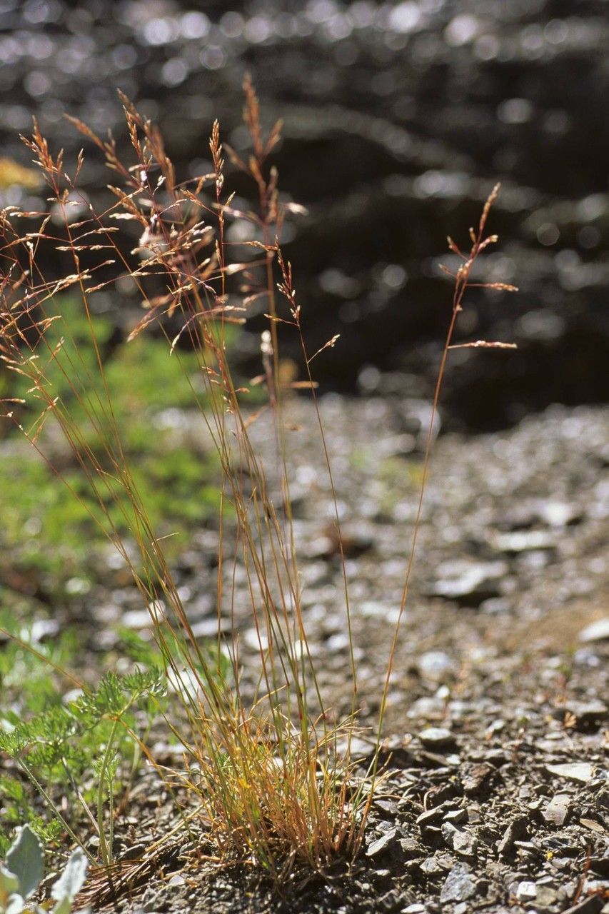 Poa stenantha — search result for 'Poa'