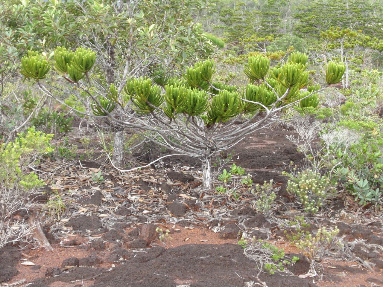 Callitris pancheri habit