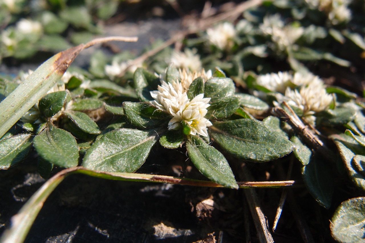 Alternanthera paronychioides flower