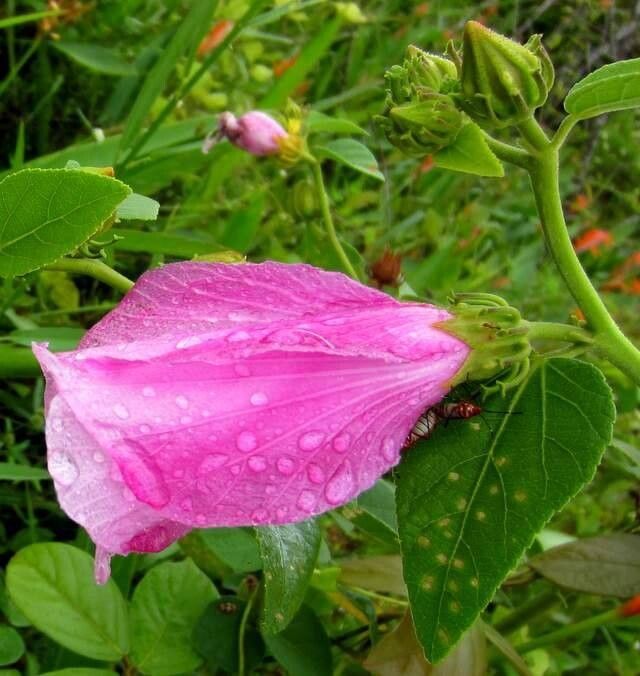 Hibiscus furcellatus — search result for 'Hibiscus'