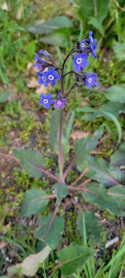 Adelinia grandis flower