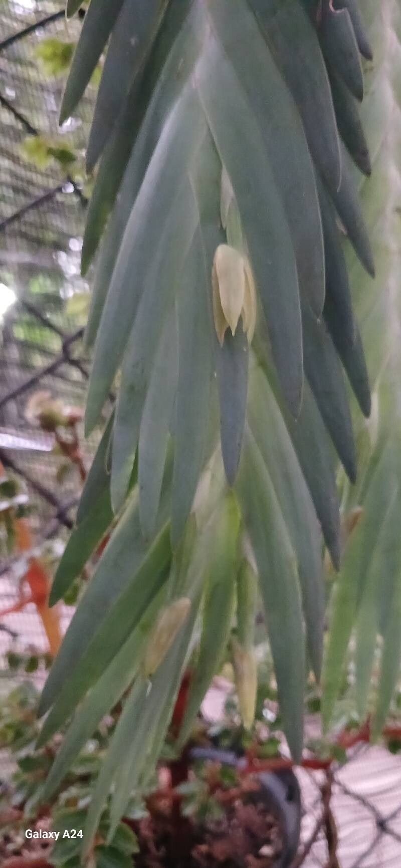 Maxillaria witsenioides flower