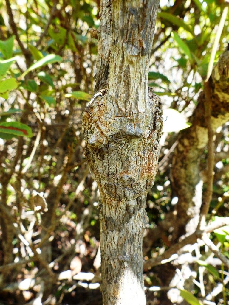 Zygogynum crassifolium bark