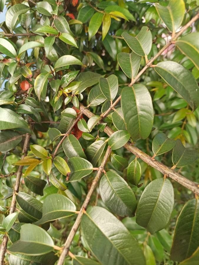 Lafoensia acuminata — related species from the same genus