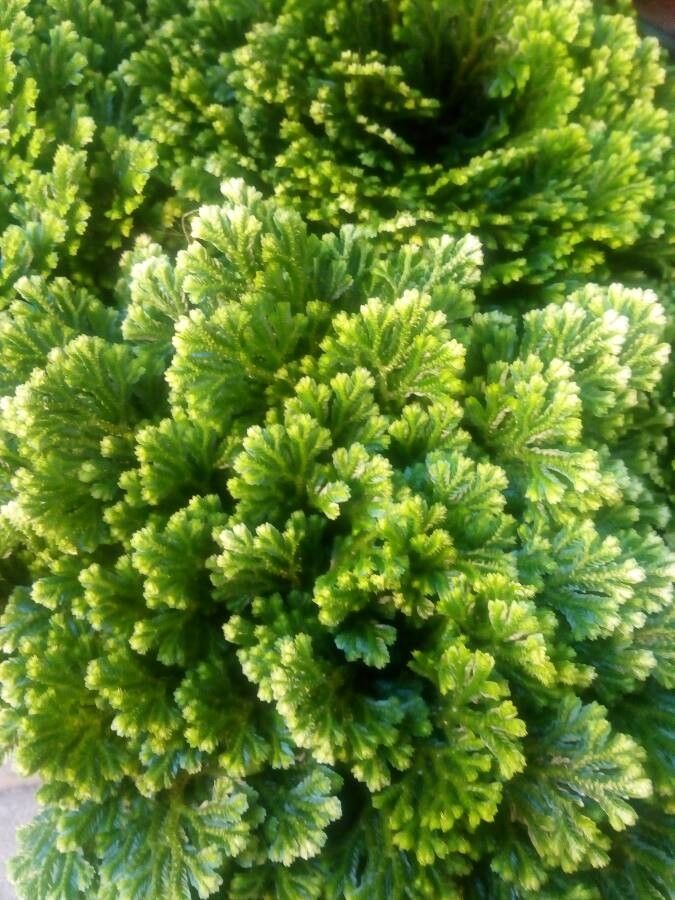 Selaginella tamariscina