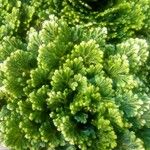 Selaginella tamariscina