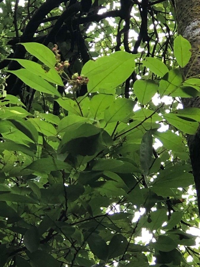 Sarcotheca monophylla other