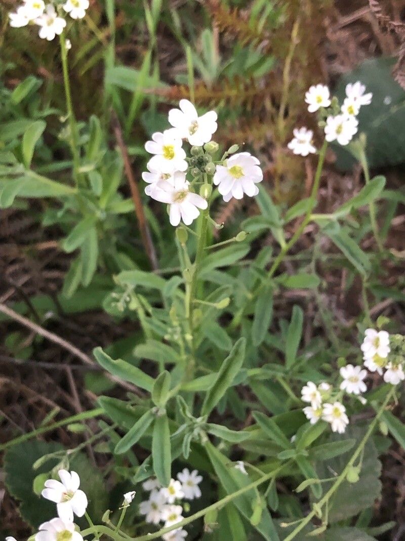 Berteroa obliqua flower