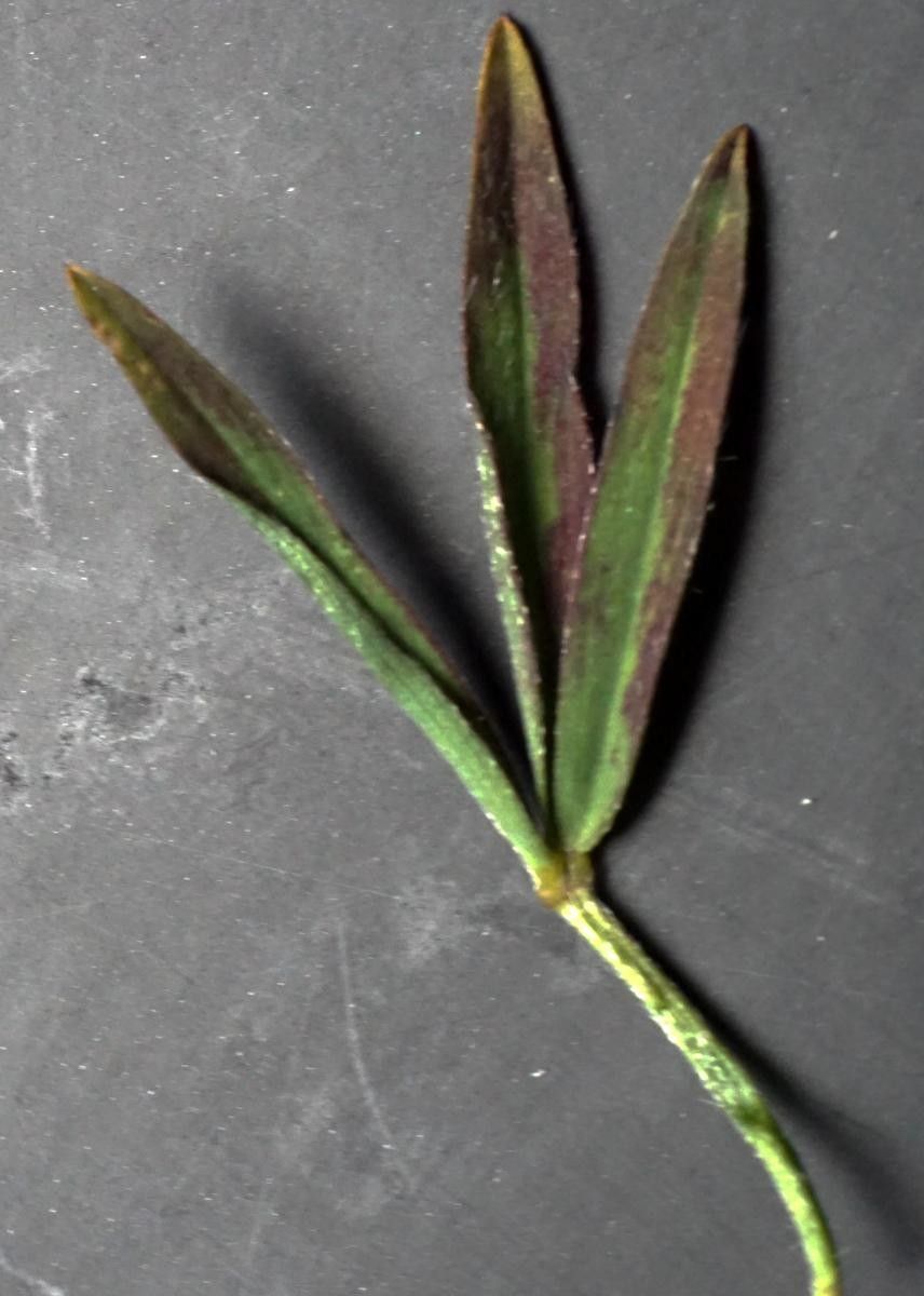 Trifolium infamia-ponertii leaf