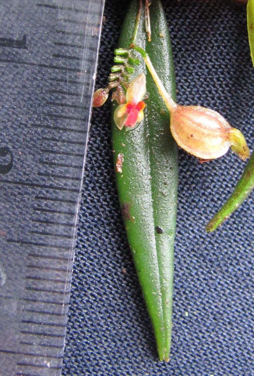 Lepanthes lindleyana fruit