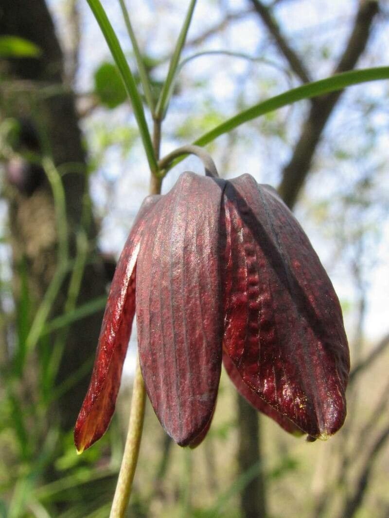 Fritillaria montana flower
