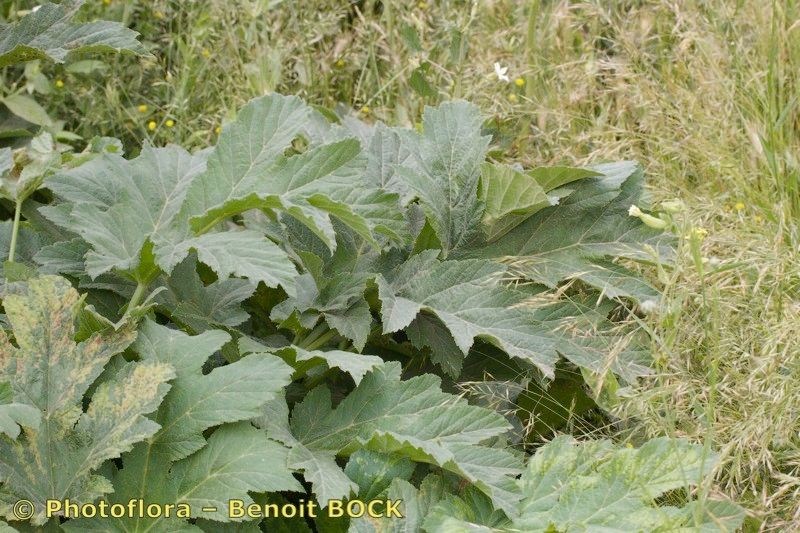 Heracleum granatense — search result for 'Heracleum'