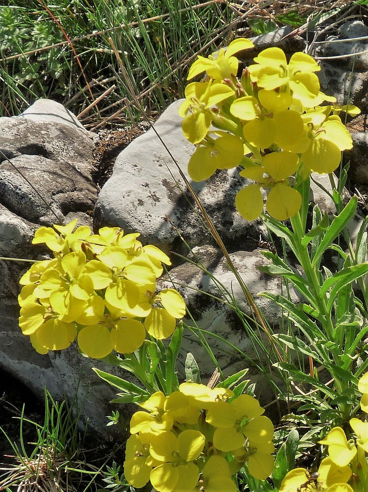 Erysimum duriaei flower