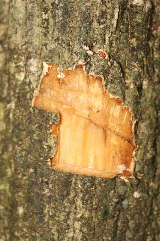 Duguetia surinamensis other