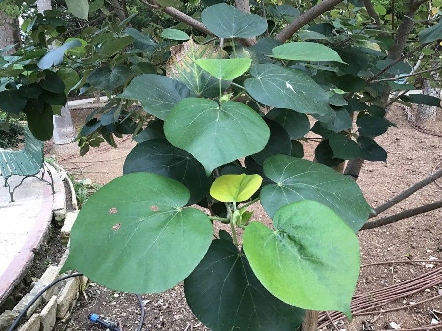 Hibiscus tilliaceus — search result for 'Hibiscus'