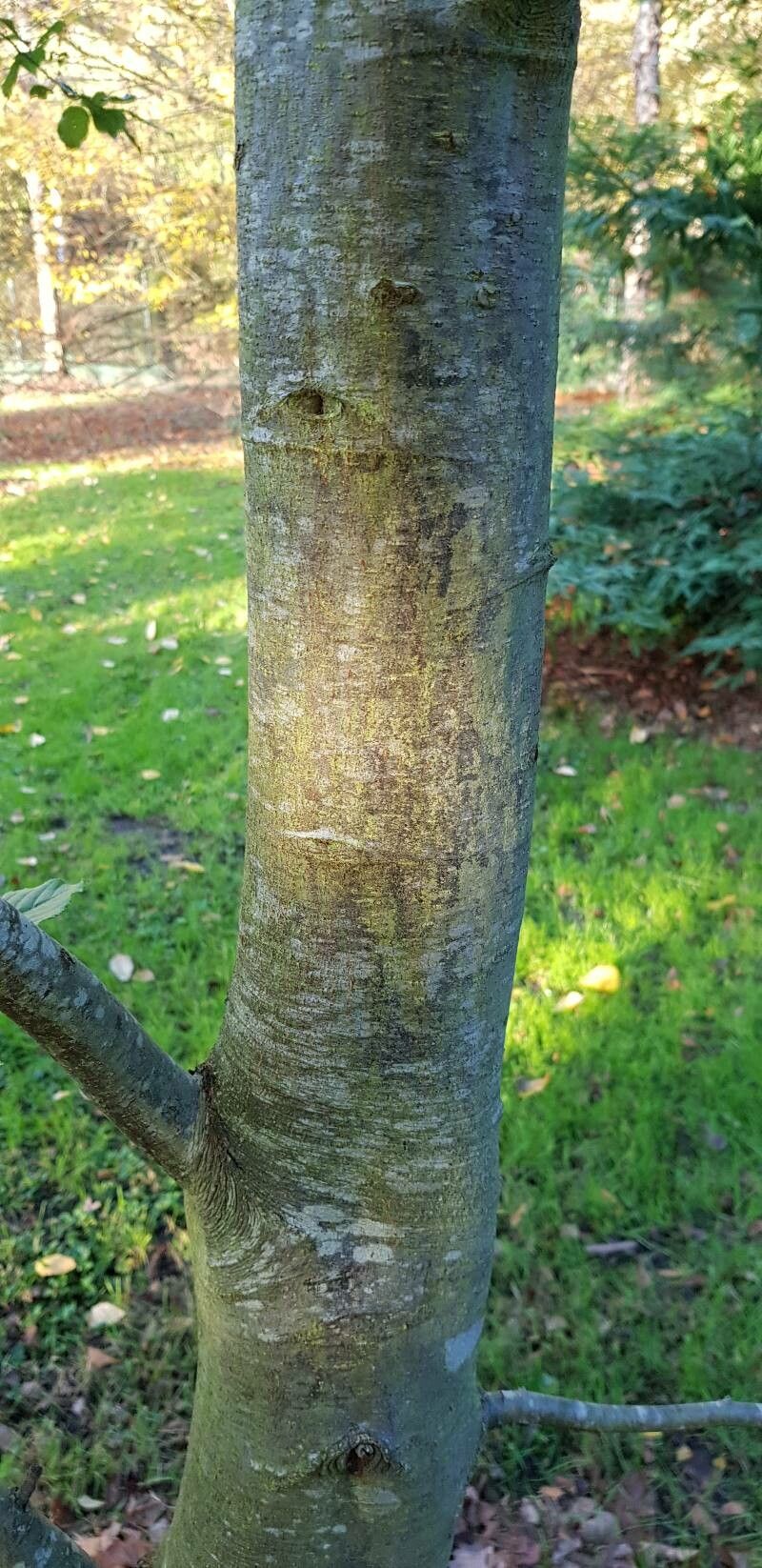 Alnus formosana bark
