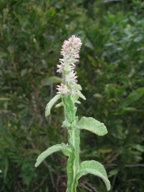 Pterocaulon redolens leaf