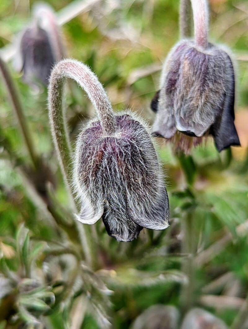 Pulsatilla pratensis flower