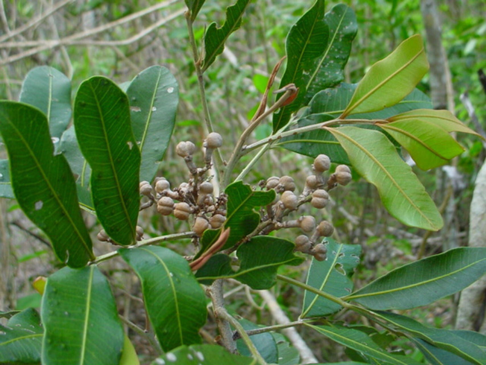 Podonephelium subaequilaterum — houseplant care guide