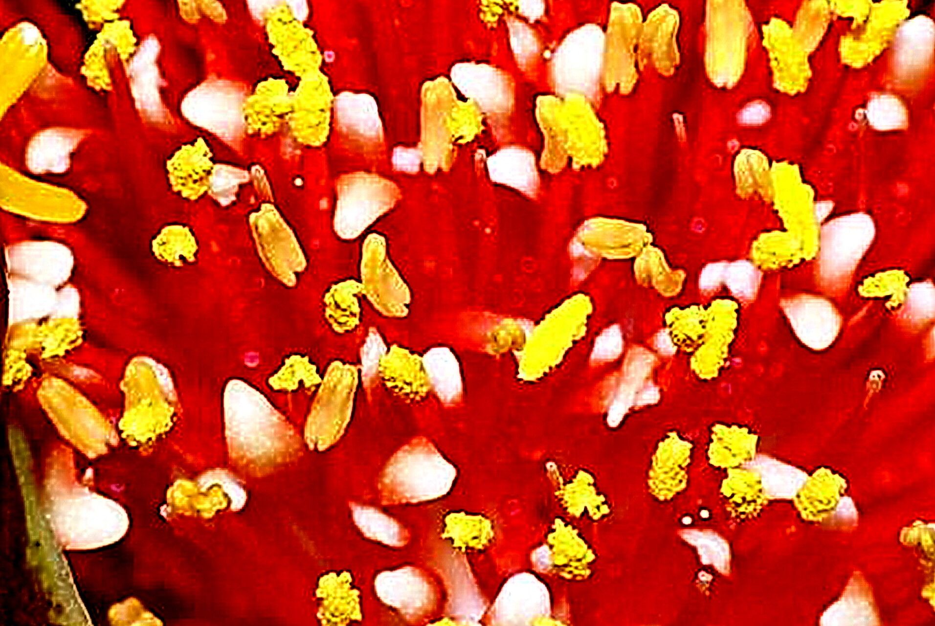 Scadoxus membranaceus — related species from the same genus