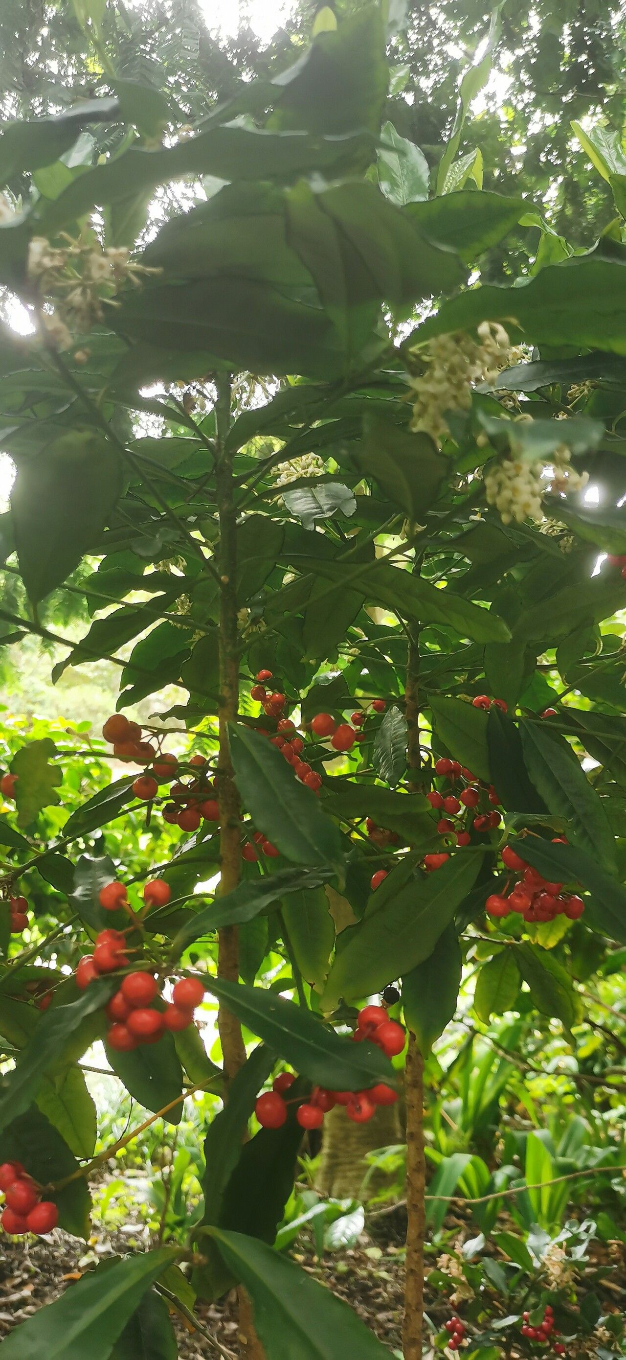 Ardisia shweliensis habit