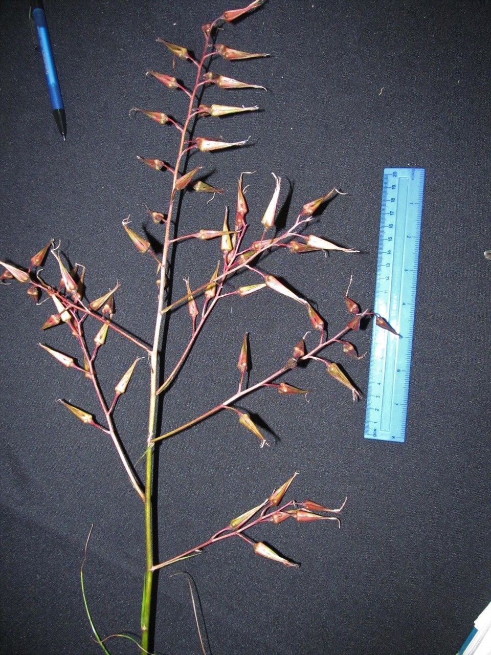Pitcairnia calcicola other