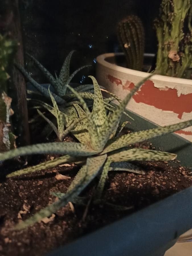 Aloe barbadensis — medical plant houseplant