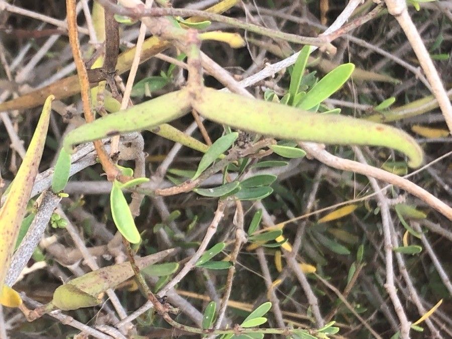 Periploca laevigata fruit