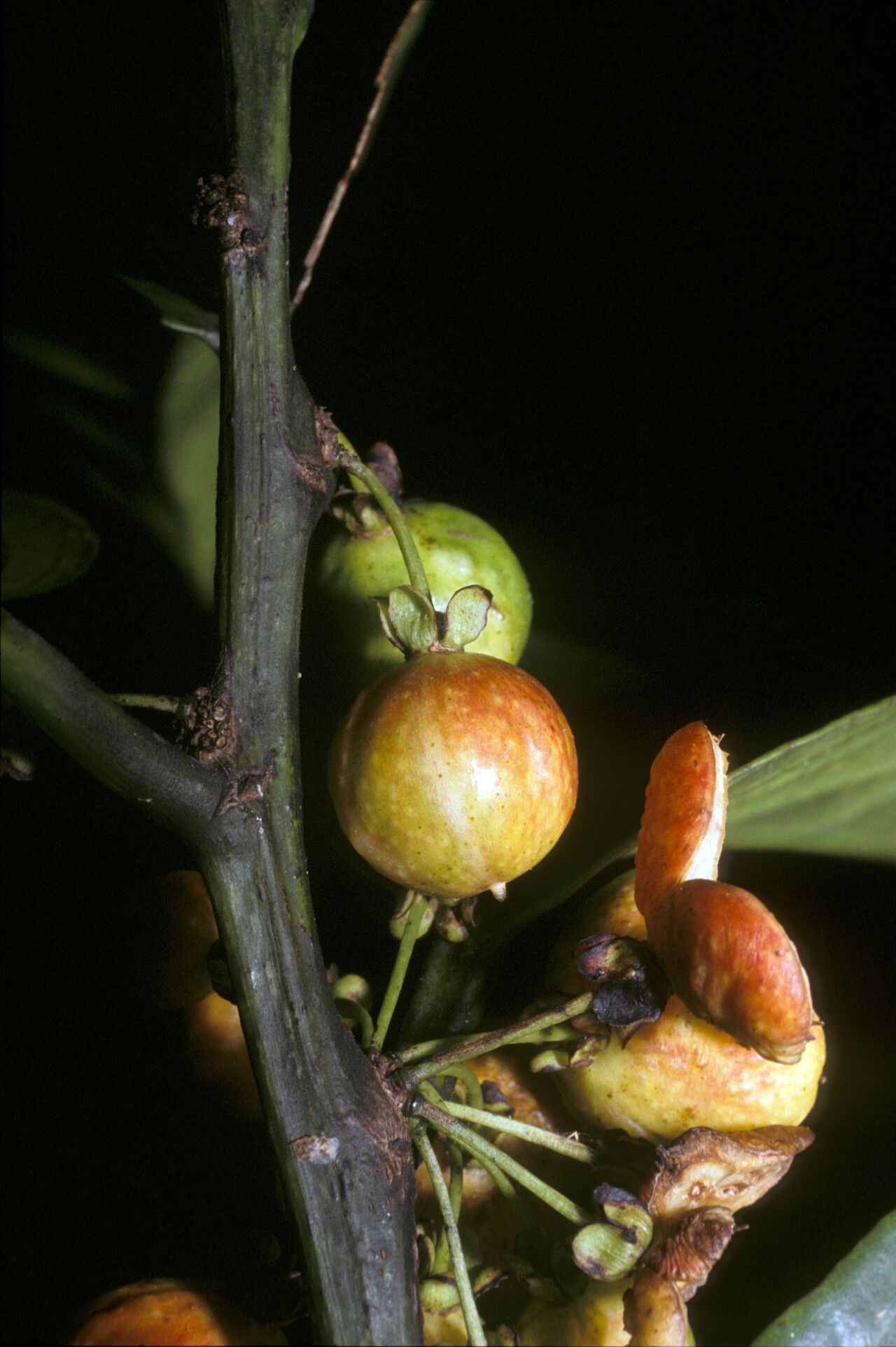 Casearia bicolor fruit