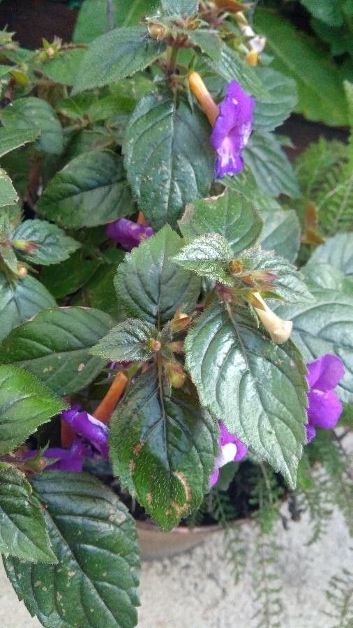 Achimenes grandiflora — search result for 'Gesneriaceae'