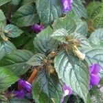 Achimenes grandiflora