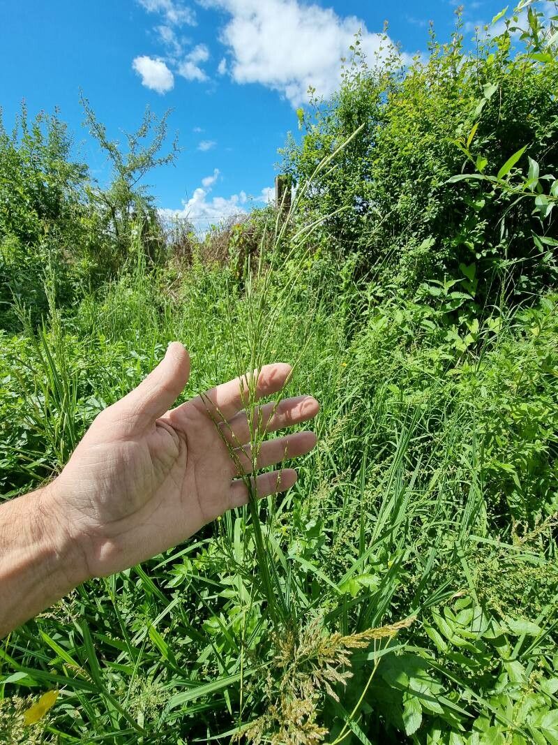 Glyceria notata flower