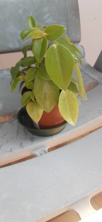 Peperomia scandens habit