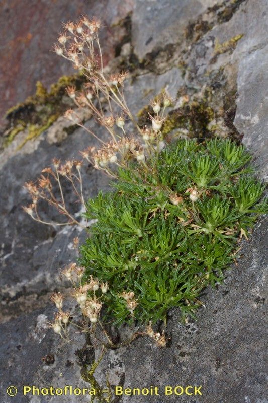 Saxifraga babiana habit
