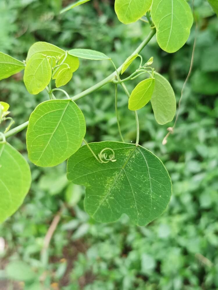 Adenia cissampeloides leaf