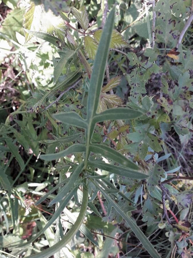 Centaurea scabiosa leaf