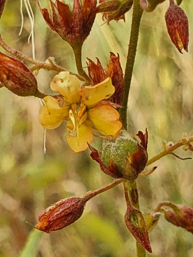 Hermannia exappendiculata flower