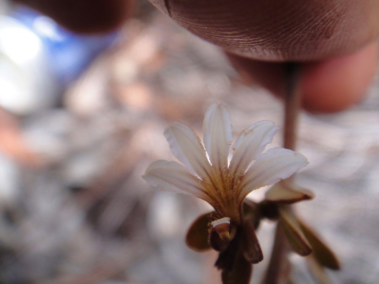 Scaevola beckii flower
