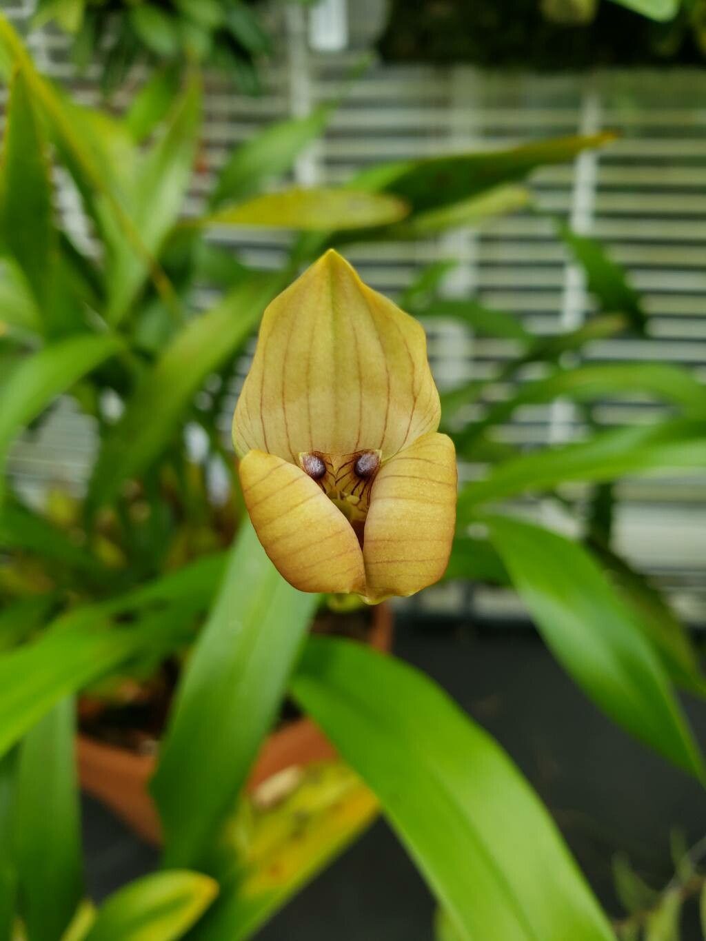 Maxillaria egertoniana flower