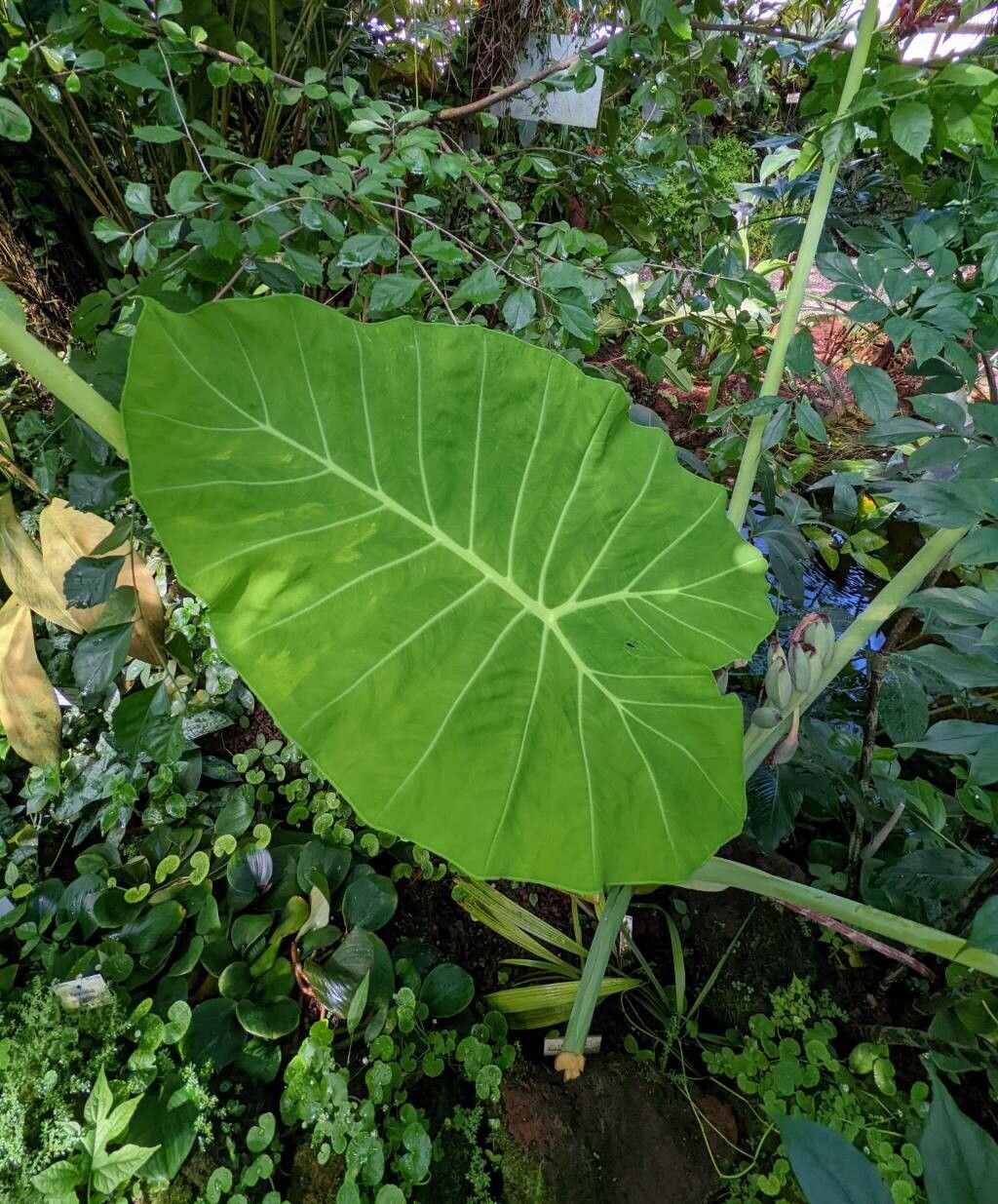 Colocasia gigantea — large blooms houseplant
