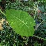 Colocasia gigantea