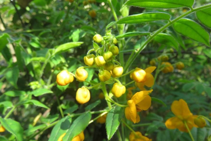 Senna stipulacea other