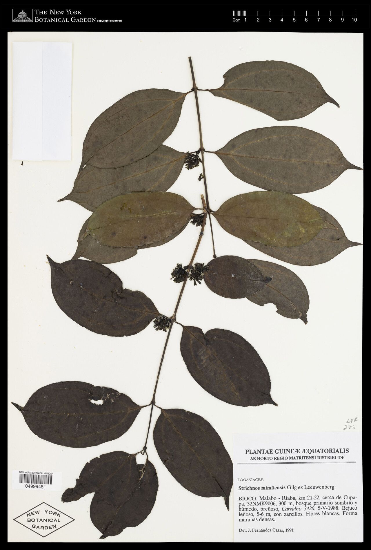 Strychnos mimfiensis — houseplant care guide