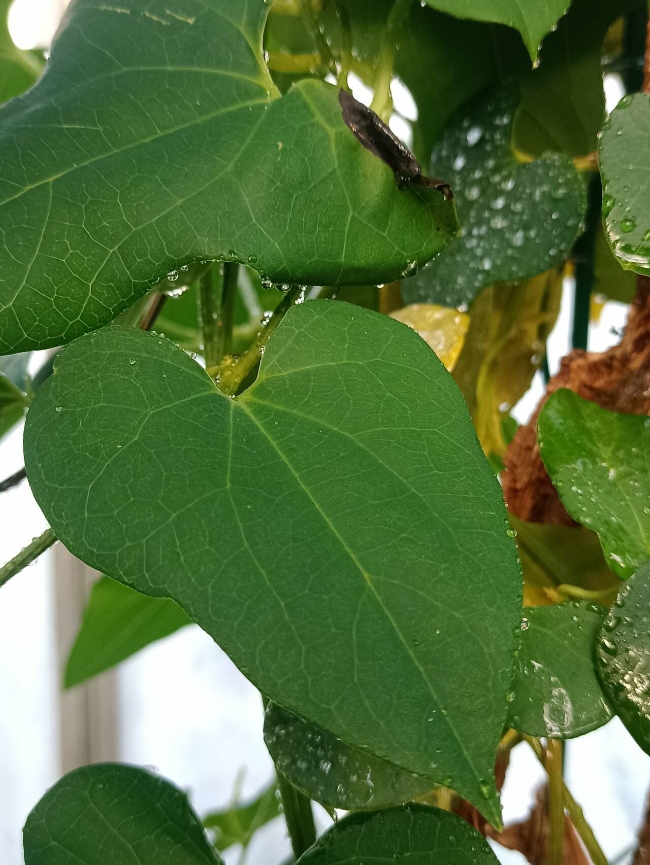 Aristolochia zollingeriana — search result for 'Aristolochia'