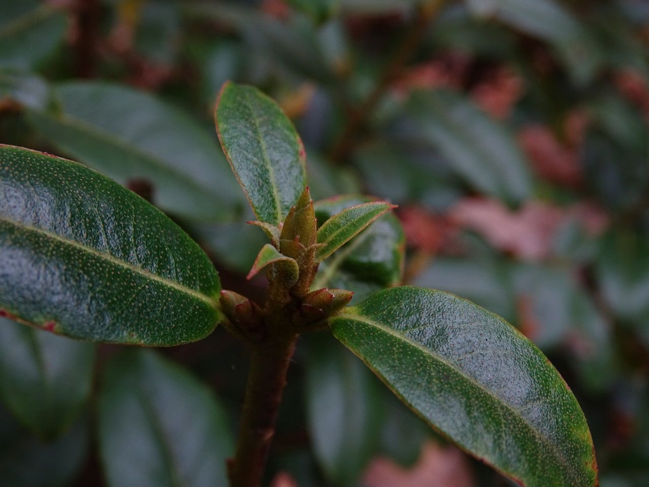 Rhododendron ambiguum flower